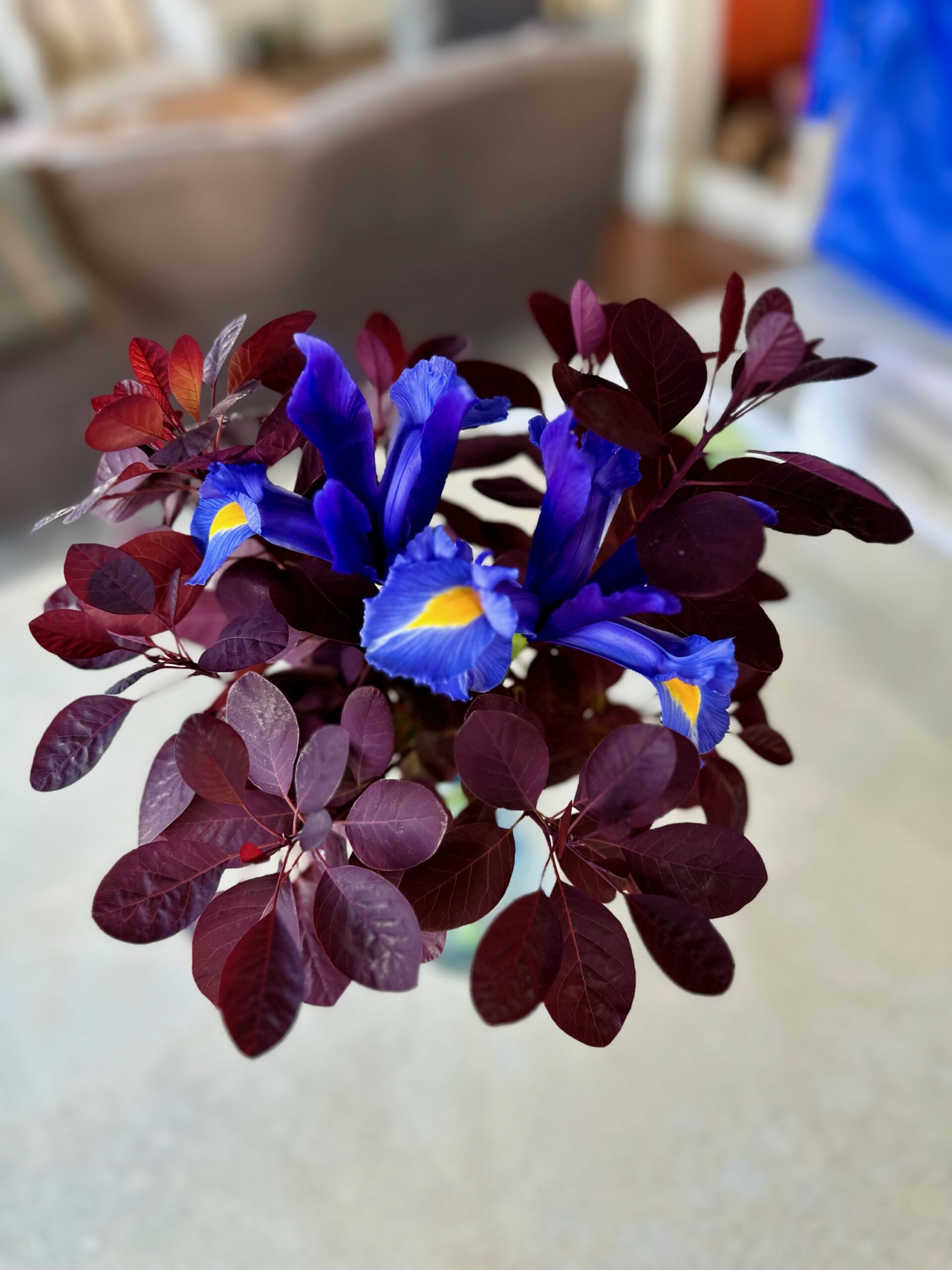 vase with bright blue flowers and dark red foliage