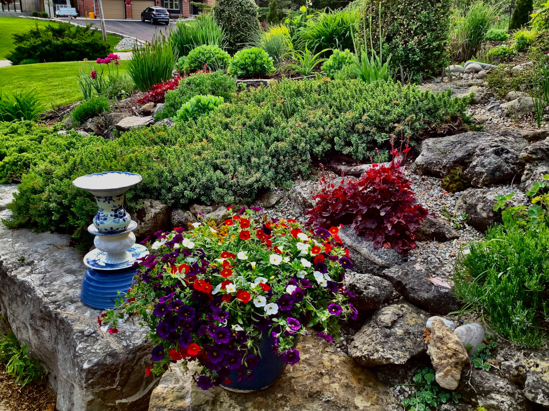 stone garden bed with creeping evergreen plant