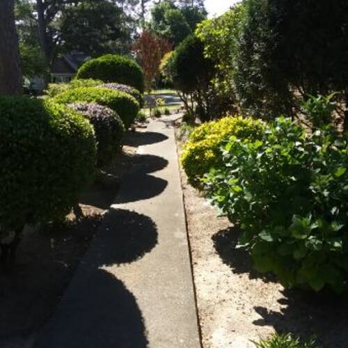 walkway casted in shadows from round shrubs