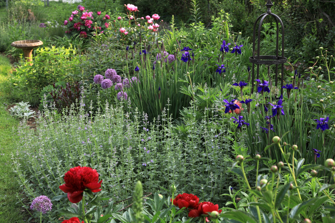 perennial garden border with red purple and pink flowers