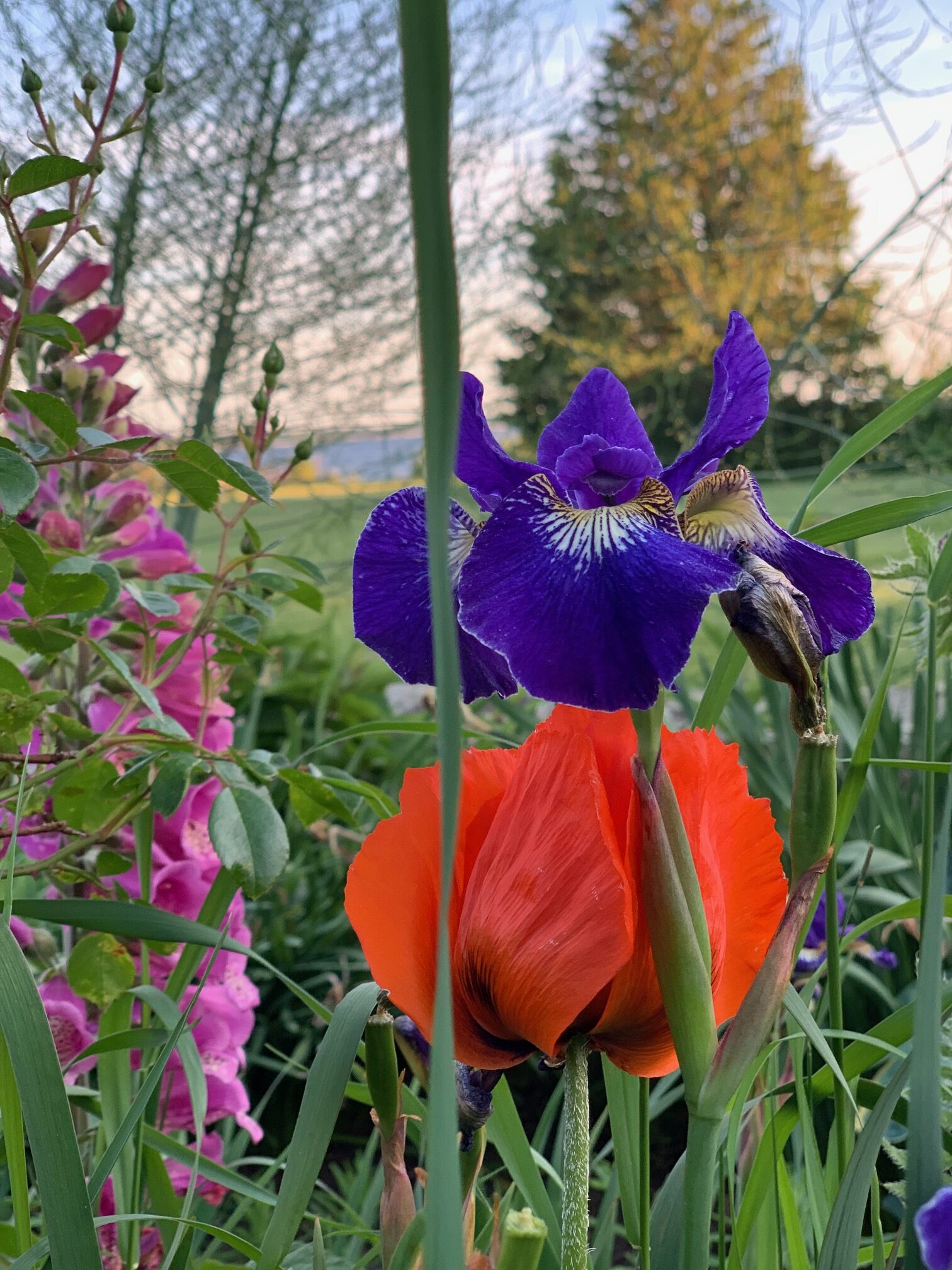 close up of bright red poppy and bright purple iris