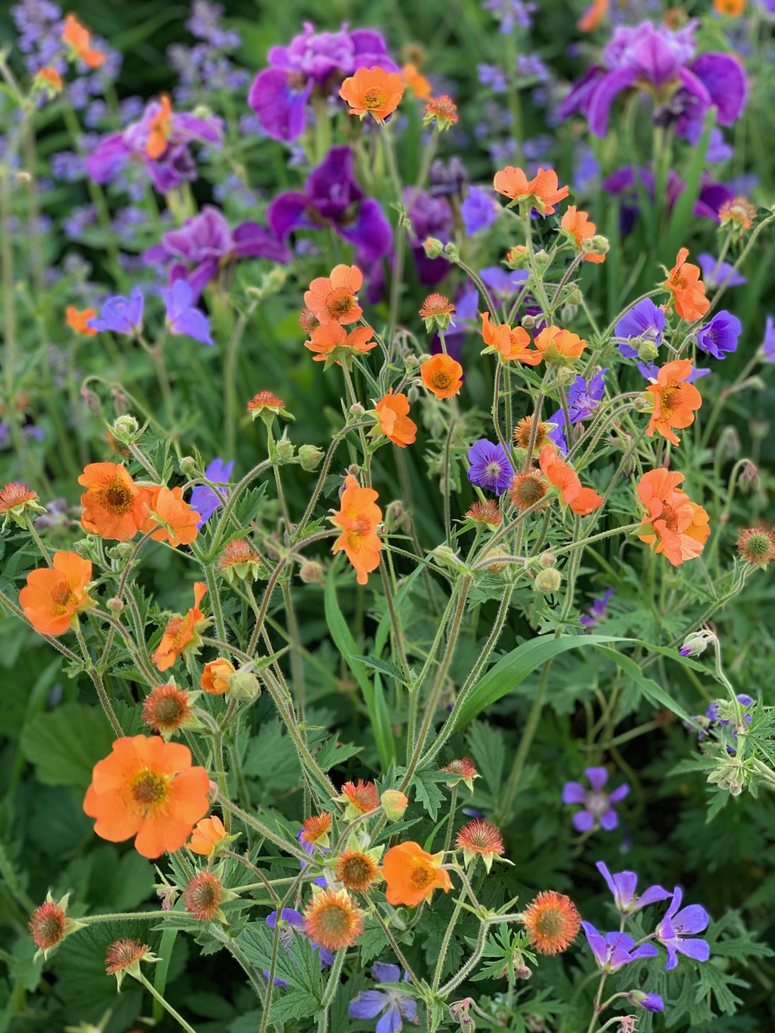 close up of small orange flowers with purple flowers behind