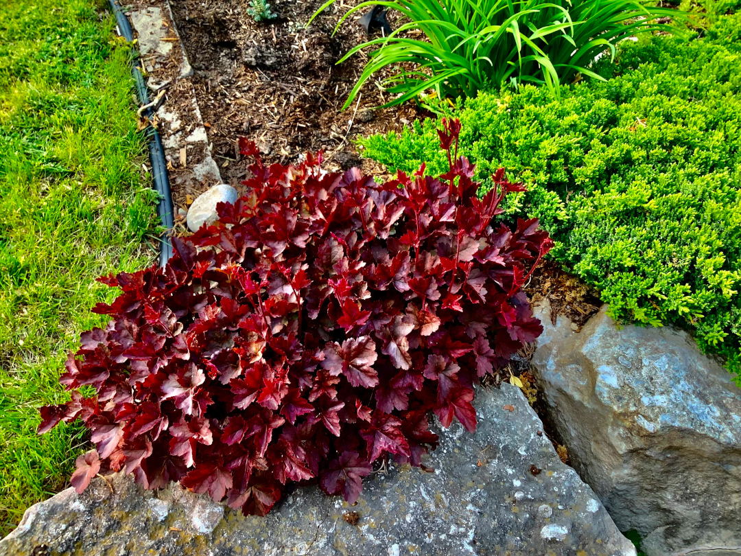 close up of deep red coral bells