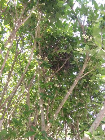 bird nest in a tree