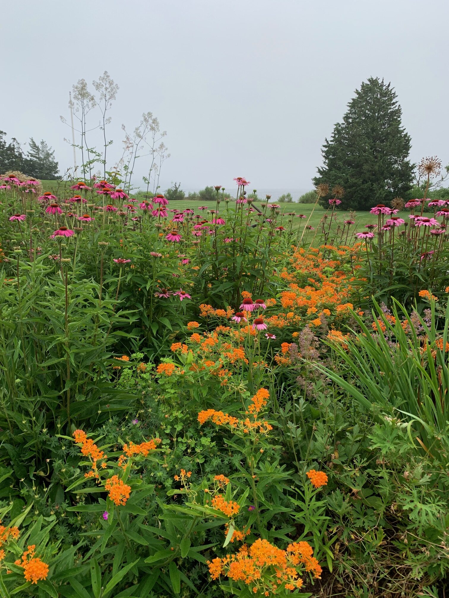 pollinator garden with pink and orange flowers