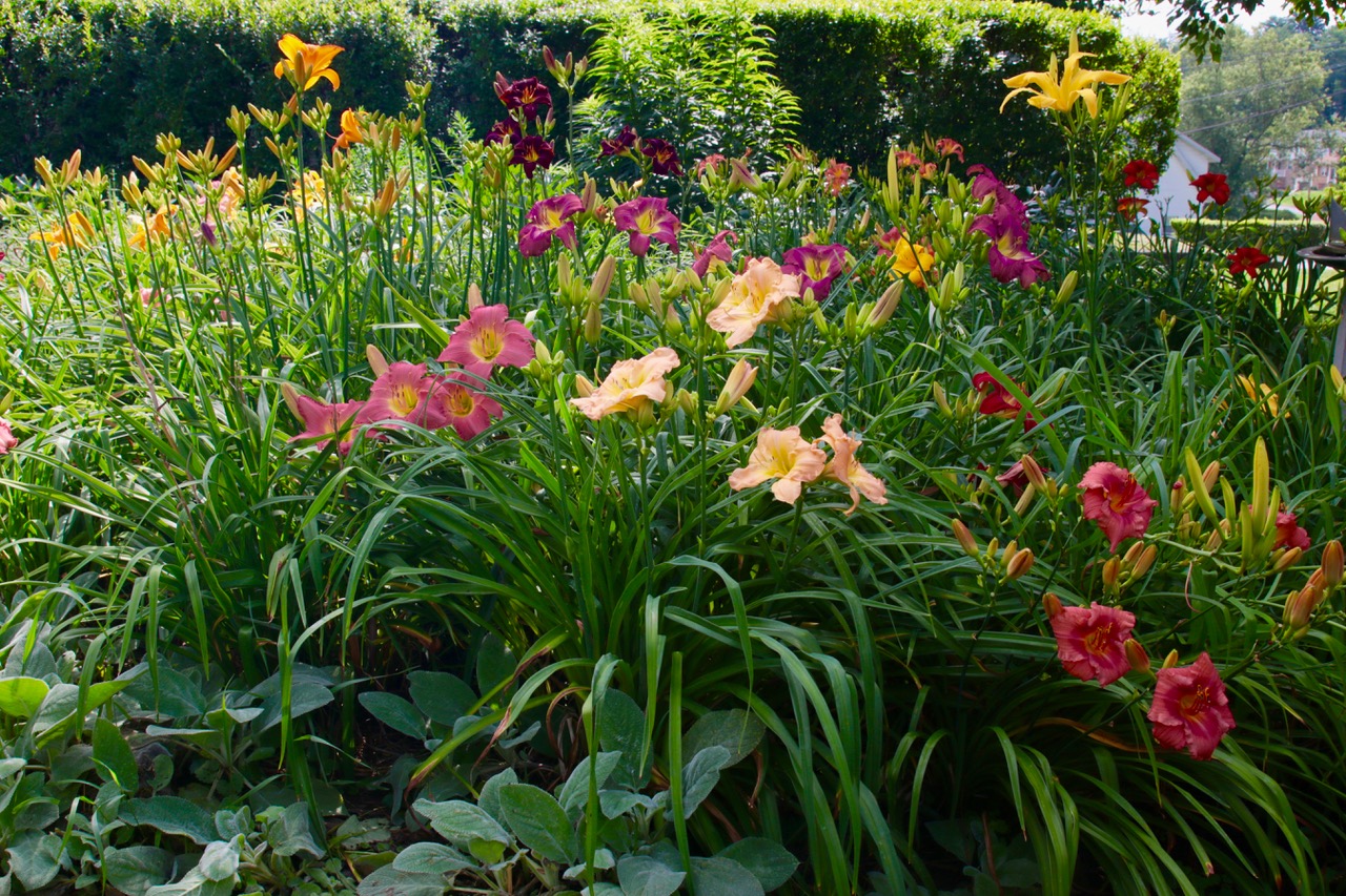 close up of a large daylily garden