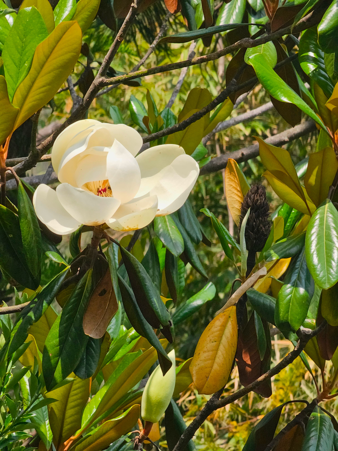 close up of Southern Magnolia tree