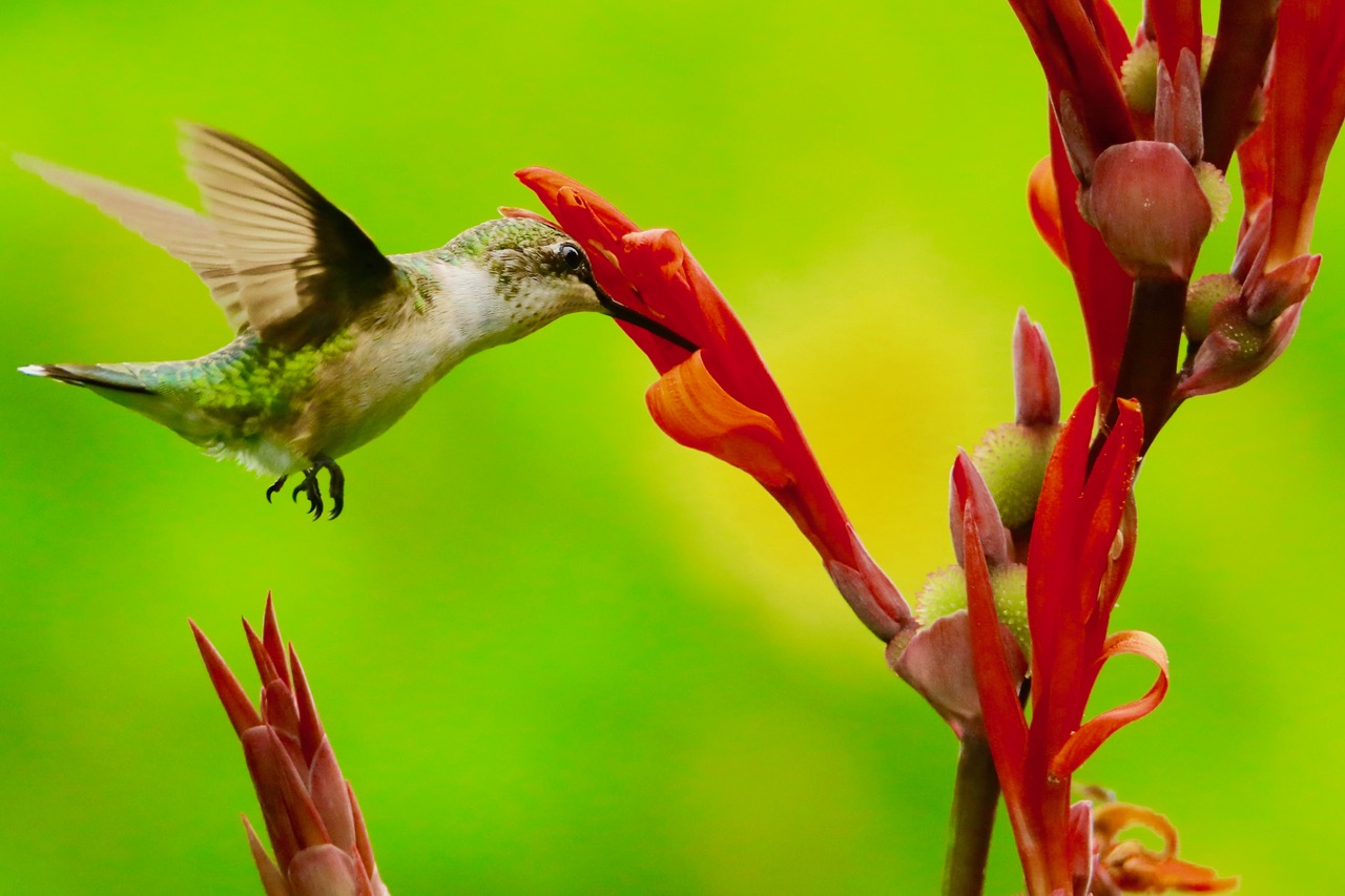 hummingbird sipping from a canna lily