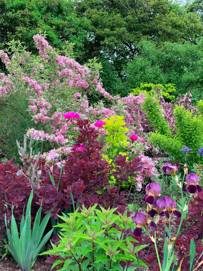 wide view of the garden with lots of bright flowers and colorful foliage