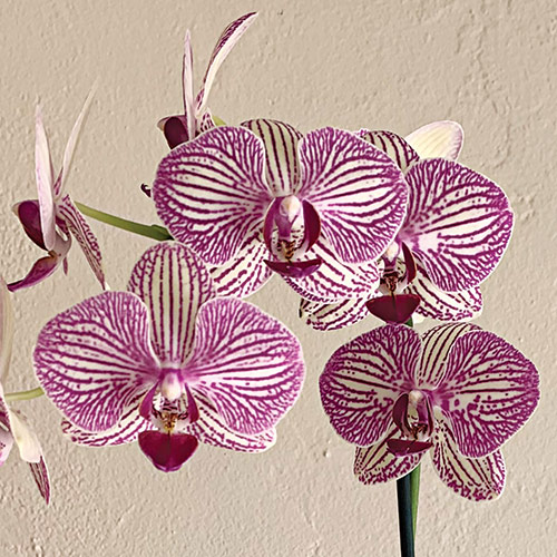 growing moth orchids