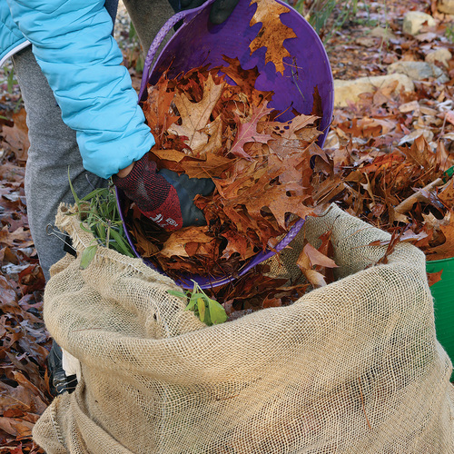 covering a plant in fallen leaves