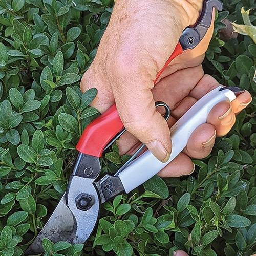 Essential Tools for Pruning