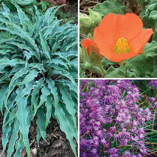 plants to buy in spring