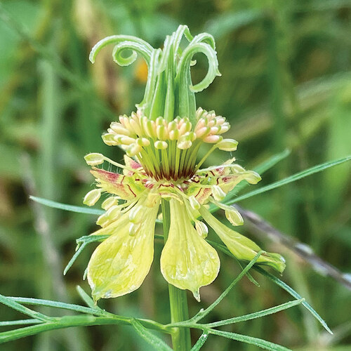 yellow fennel flower