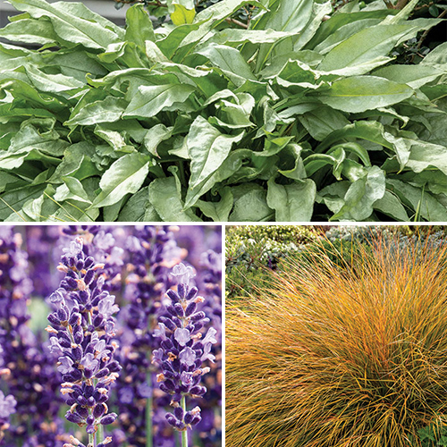 Textured Plants that Steal the Show