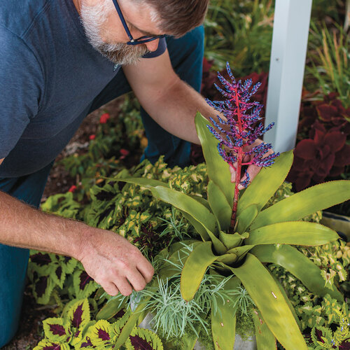 how to keep tropical plants happy
