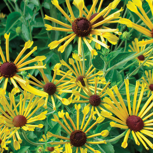 summer perennials for the midwest