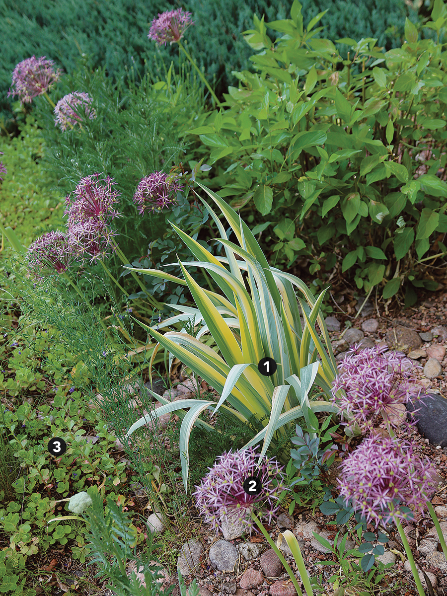 drought tolerant plant combination with variegated foliage and purple flowers