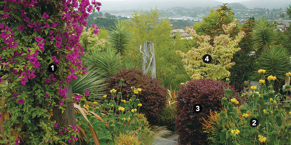 drought tolerant garden design with bright pink and yellow plants