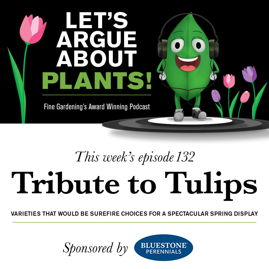 Episode 132: A Tribute to Tulips