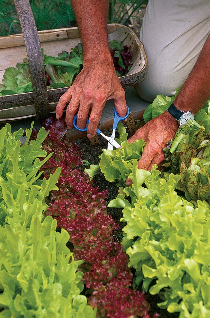 Lettuces. Photo: Boyd Hagan