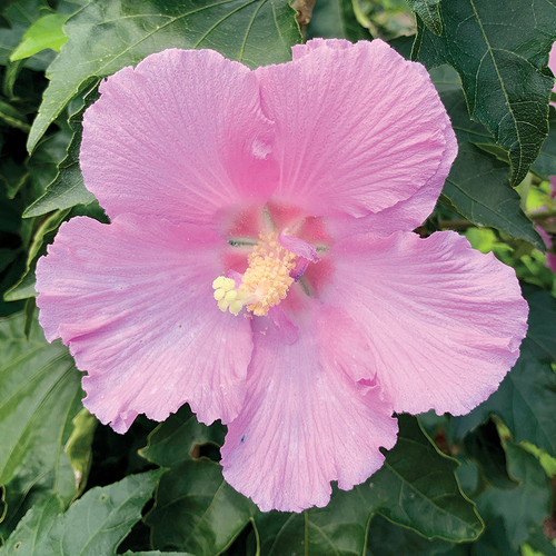 Pollypetite rose of Sharon