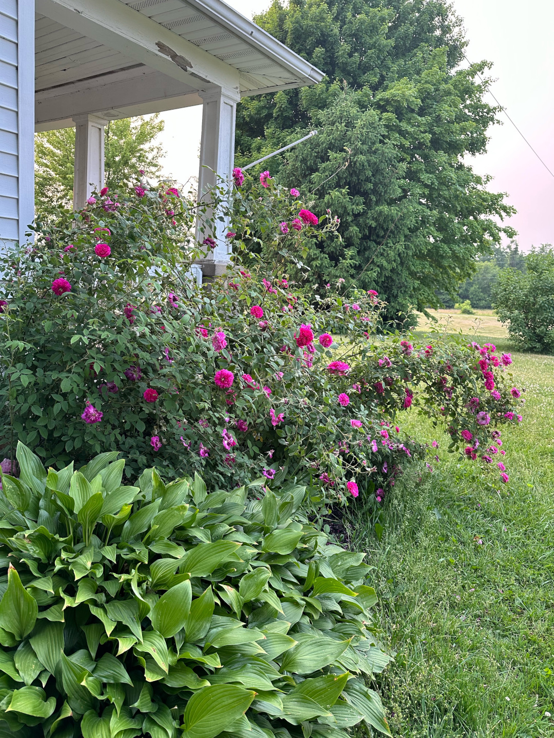 large rose bush next to a covered porch