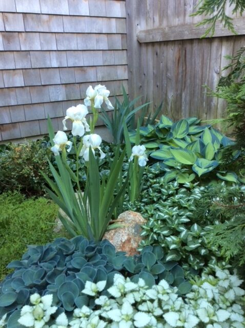 small garden bed with variegated foliage plants and white irises