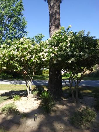 close up of two ligustrum in bloom