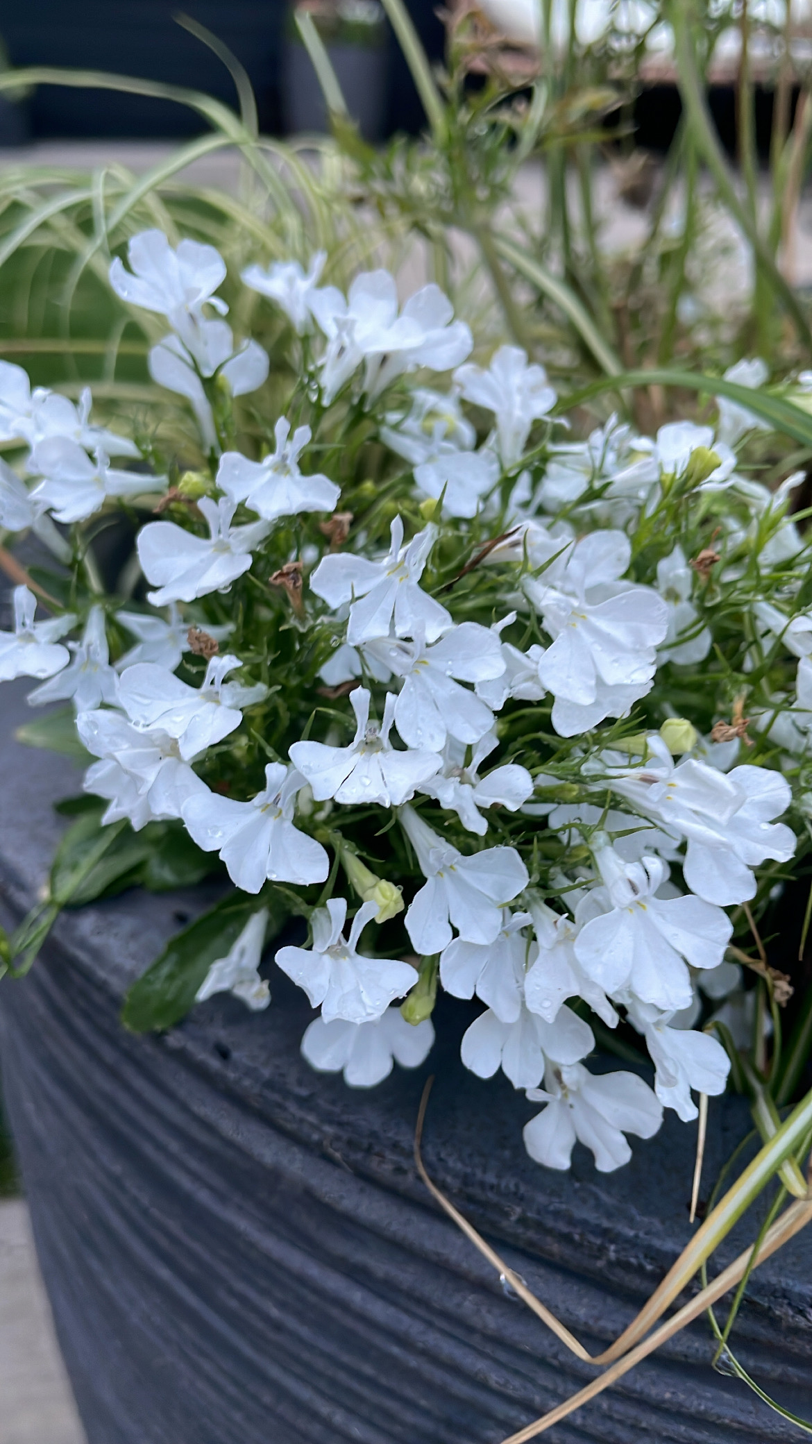 close up of white lobelias at the edge of a container