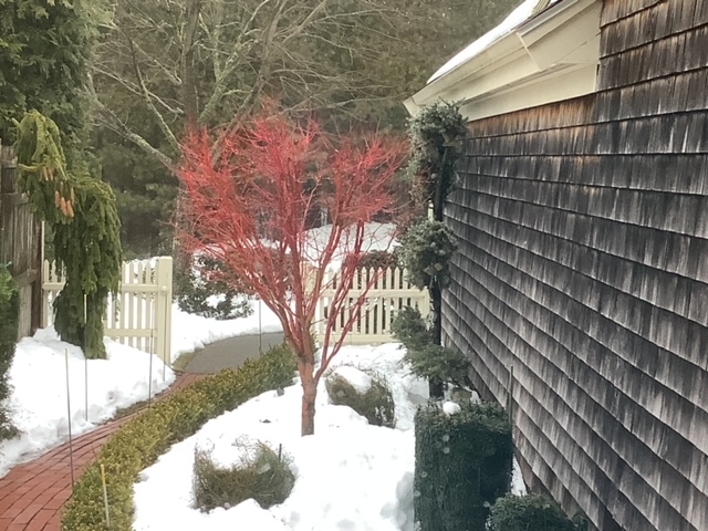 small tree with bright red bark in the snow-covered garden