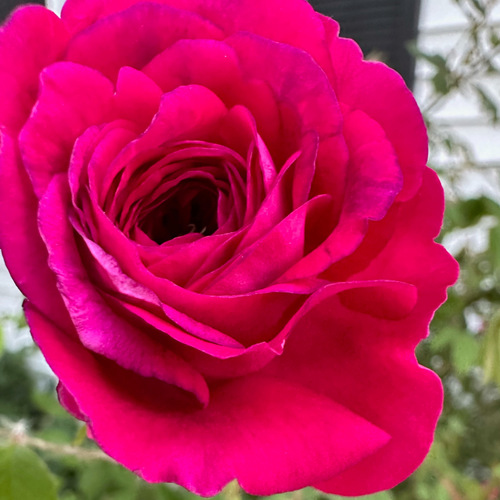 close up of bright pink rose