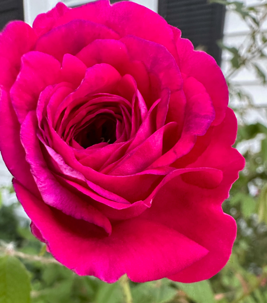 close up of bright pink rose