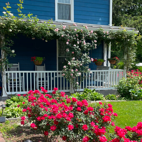 front porch with lots of climbing roses all over