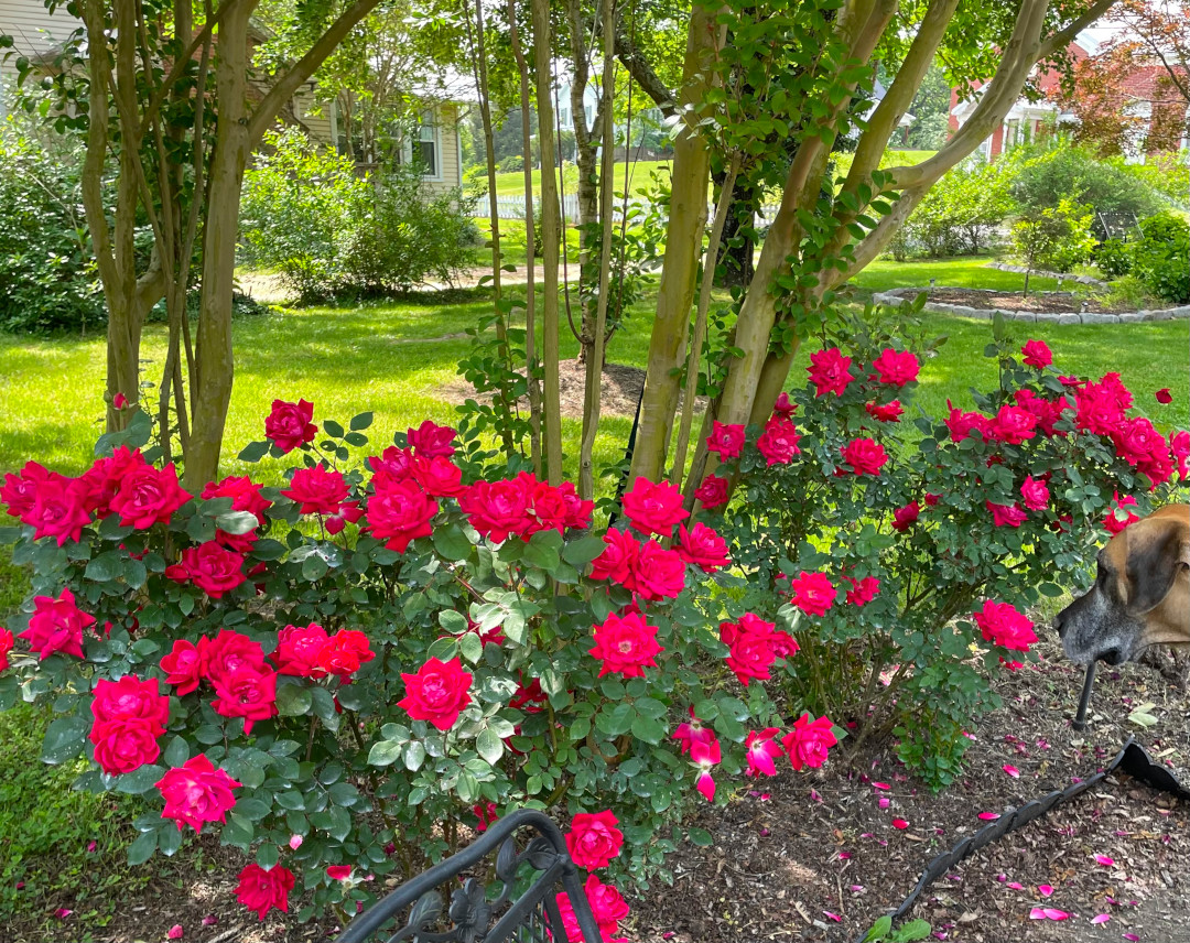planting of bright pink Double Knockout roses