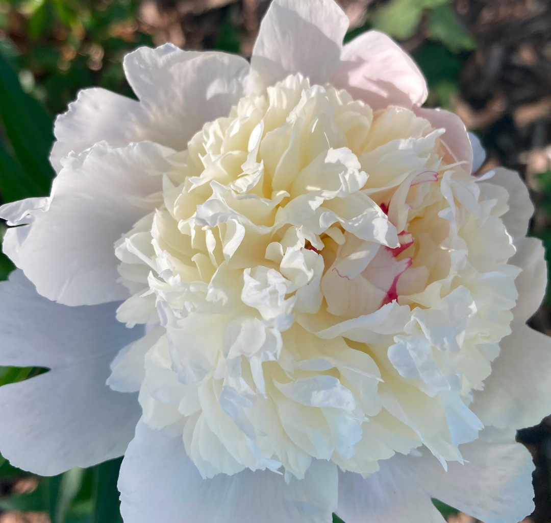 close up of large white peony flower
