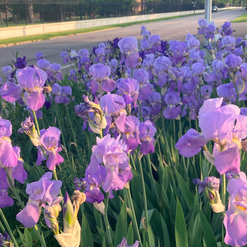 large planting of purple irises
