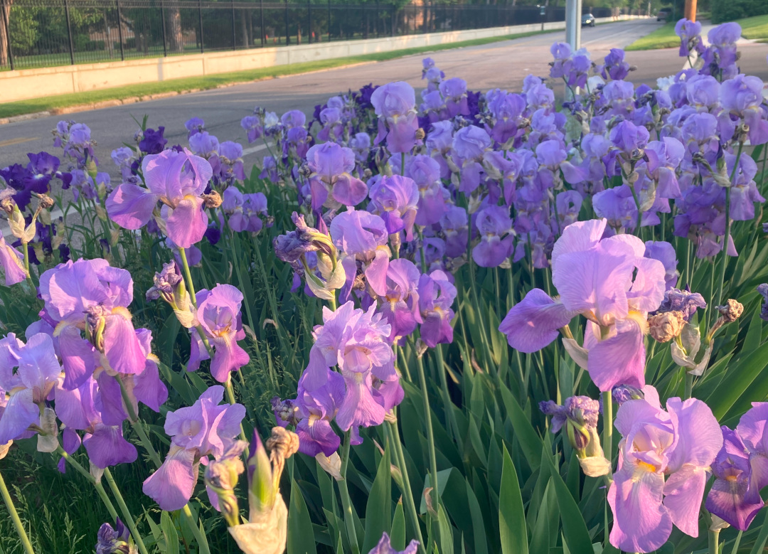 large planting of purple irises