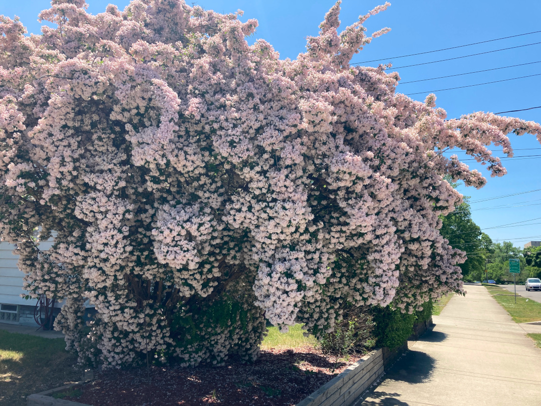 large beauty bush covered in light pink flowers