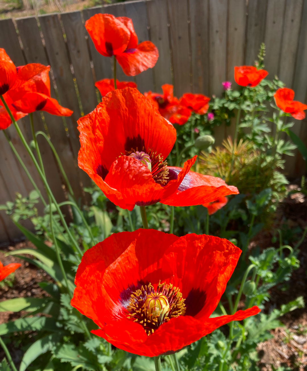 close up of bright red poppy flowers