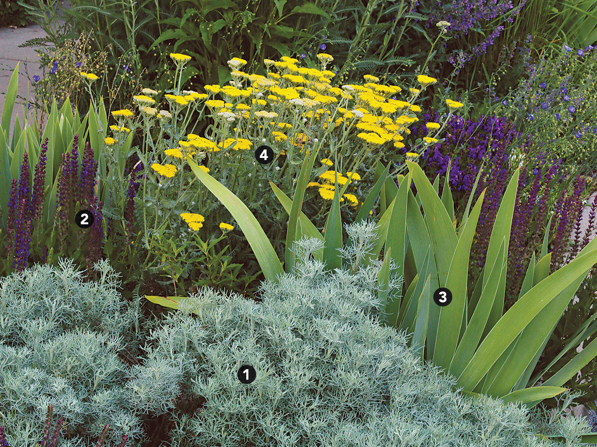 drought tolerant plant combination with yellow and purple flowers