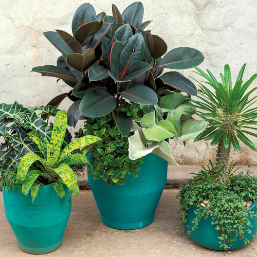 Give pretty houseplants a summer vacation