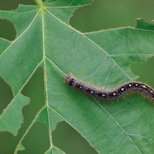 Preventing and Fighting Webworms in the Garden