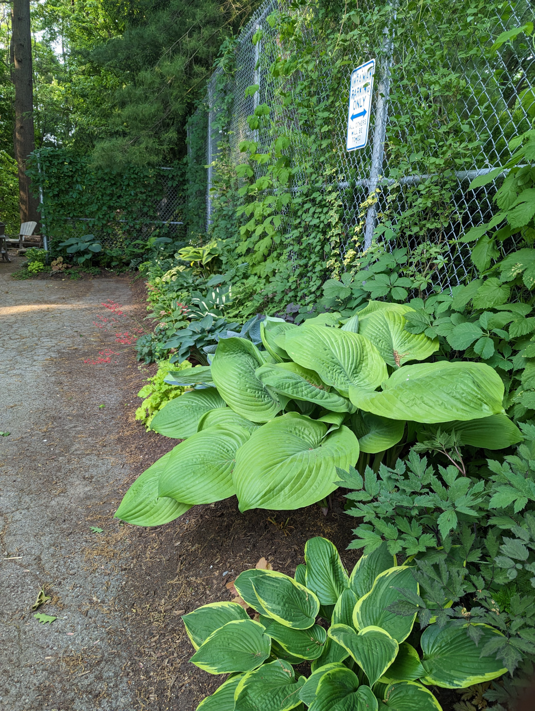 close up of hostas in front of fence