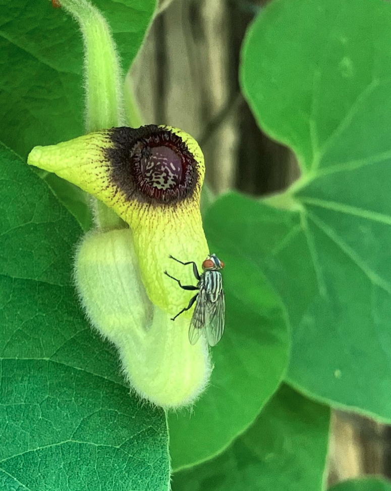 fly sitting on a Aristolochia tomentosa