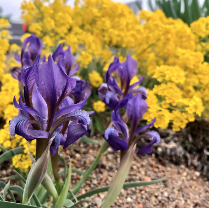 close up of bright purple iris with yellow flowers behind