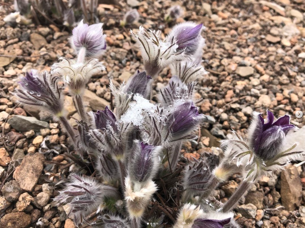 close up of fuzzy pulsatilla flowers