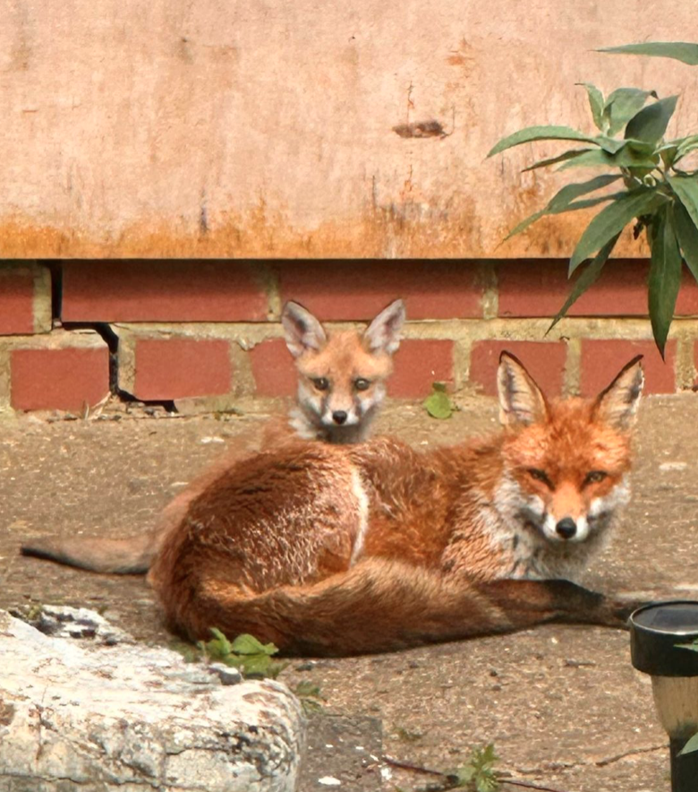 adult and baby fox in the garden