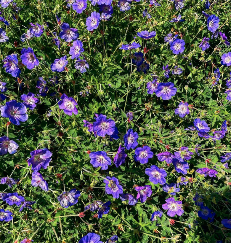 close up of blue hardy geranium flowers
