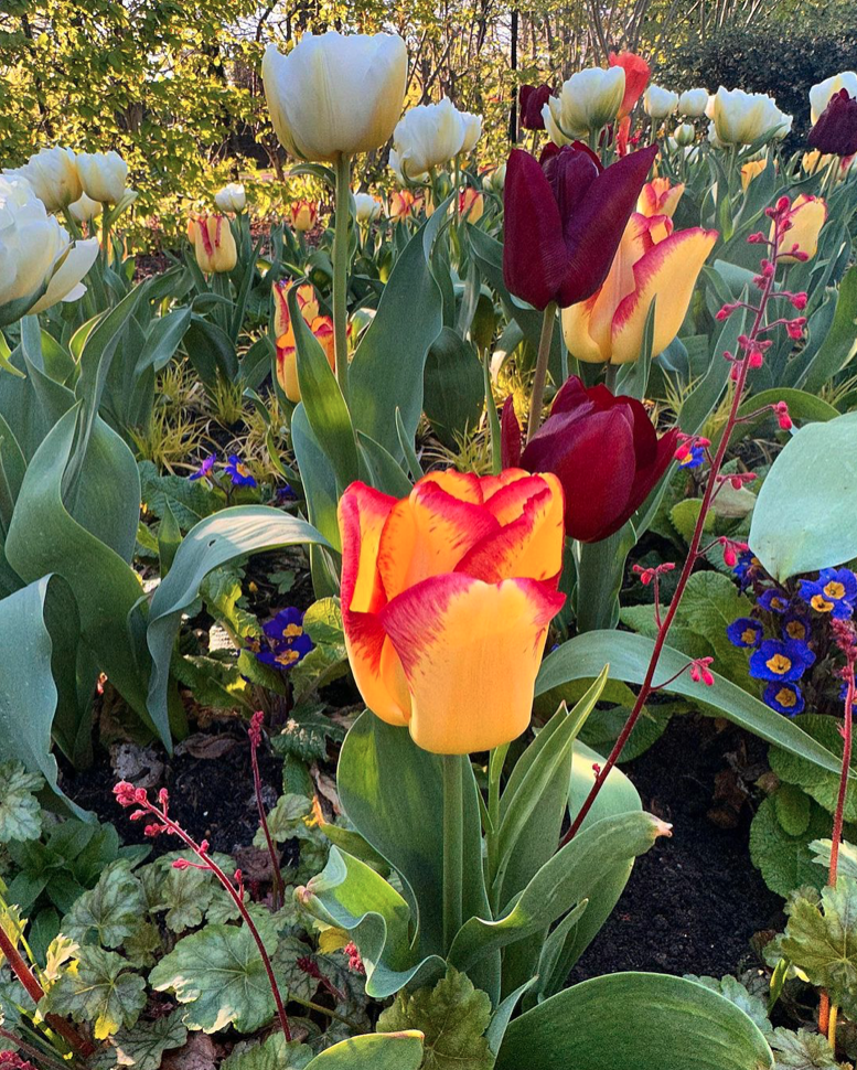 close up of various colored tulips
